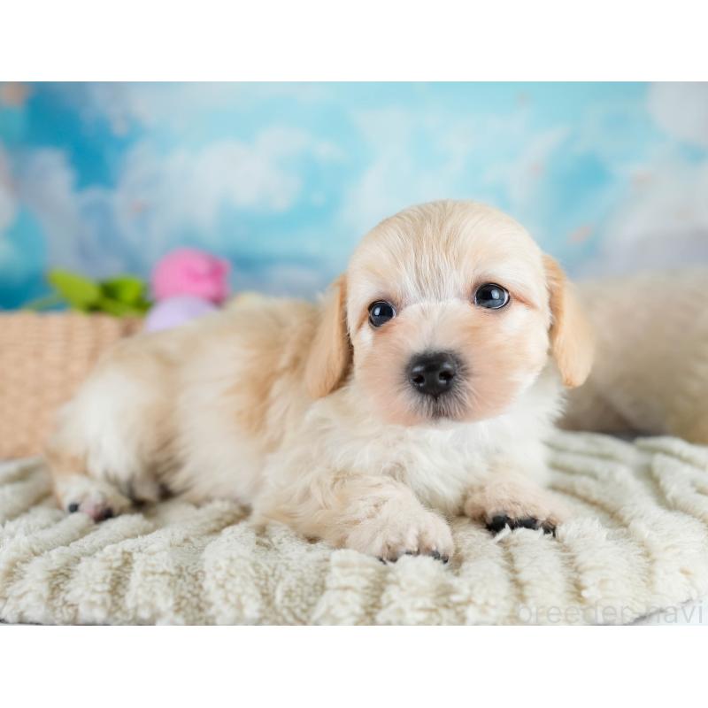 販売中の埼玉県のマルプー:マルチーズ×トイプードル-427253の6枚目