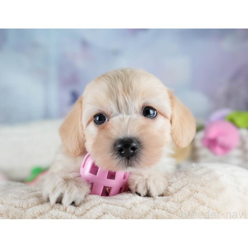 販売中の埼玉県のマルプー:マルチーズ×トイプードル-427253の5枚目