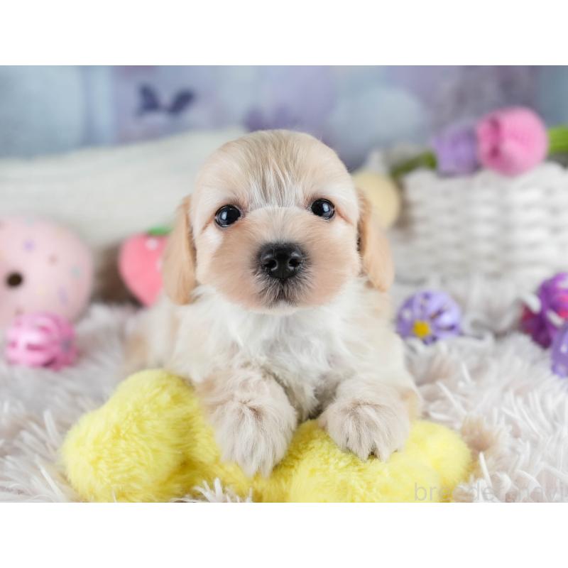 販売中の埼玉県のマルプー:マルチーズ×トイプードル-427253の4枚目