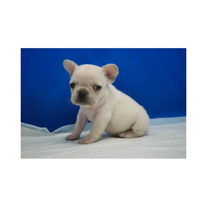 販売中の愛知県のフレンチブルドッグ-427254の5枚目