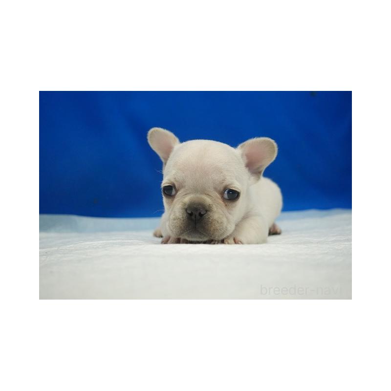 販売中の愛知県のフレンチブルドッグ-427254の4枚目