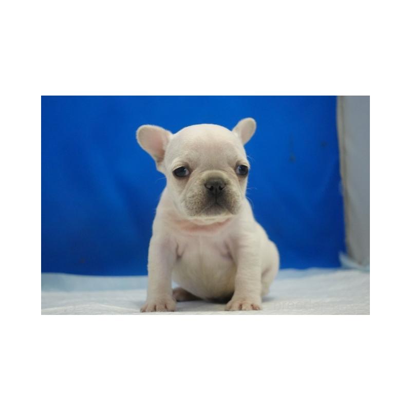 販売中の愛知県のフレンチブルドッグ-427254の3枚目