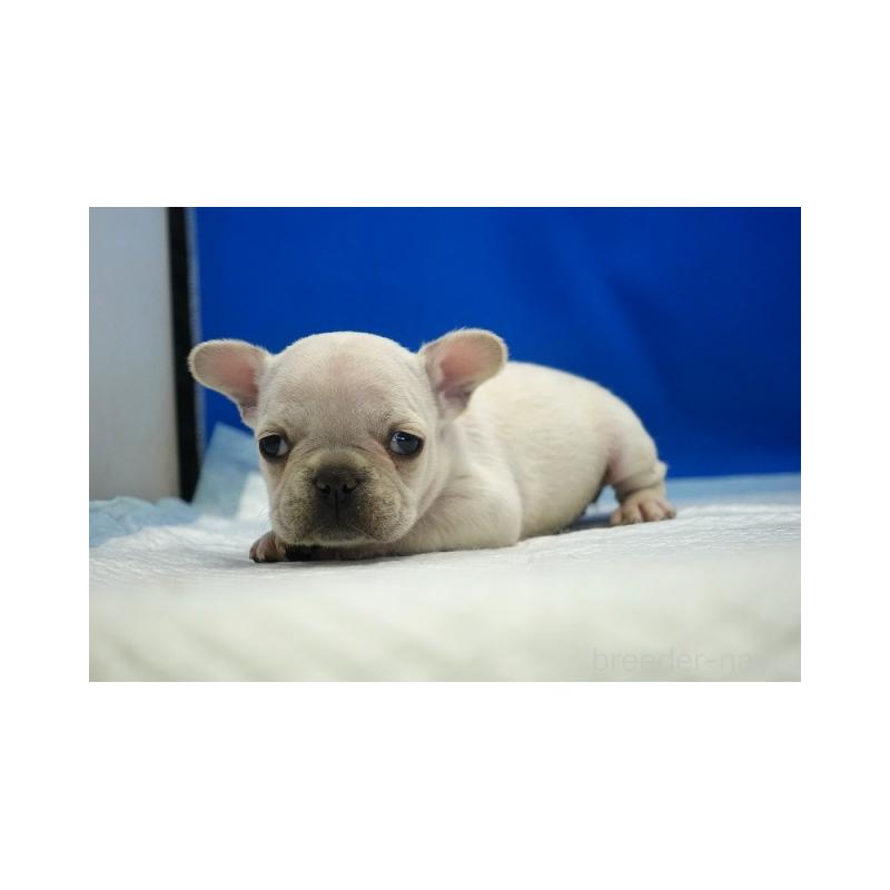 販売中の愛知県のフレンチブルドッグ-427254の2枚目
