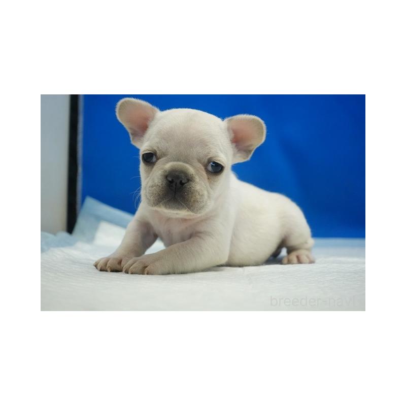 販売中の愛知県のフレンチブルドッグ-427254