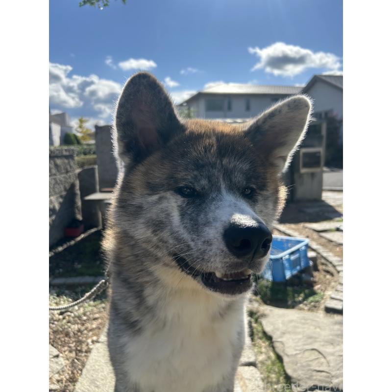 販売中の香川県の秋田犬-427255の5枚目