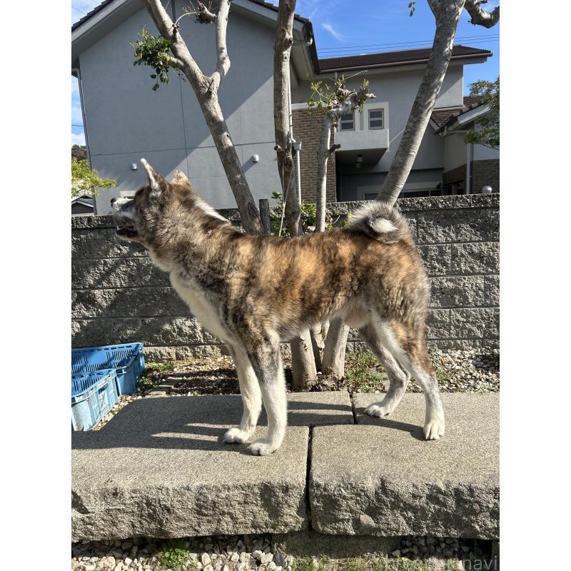 販売中の香川県の秋田犬-427255の4枚目