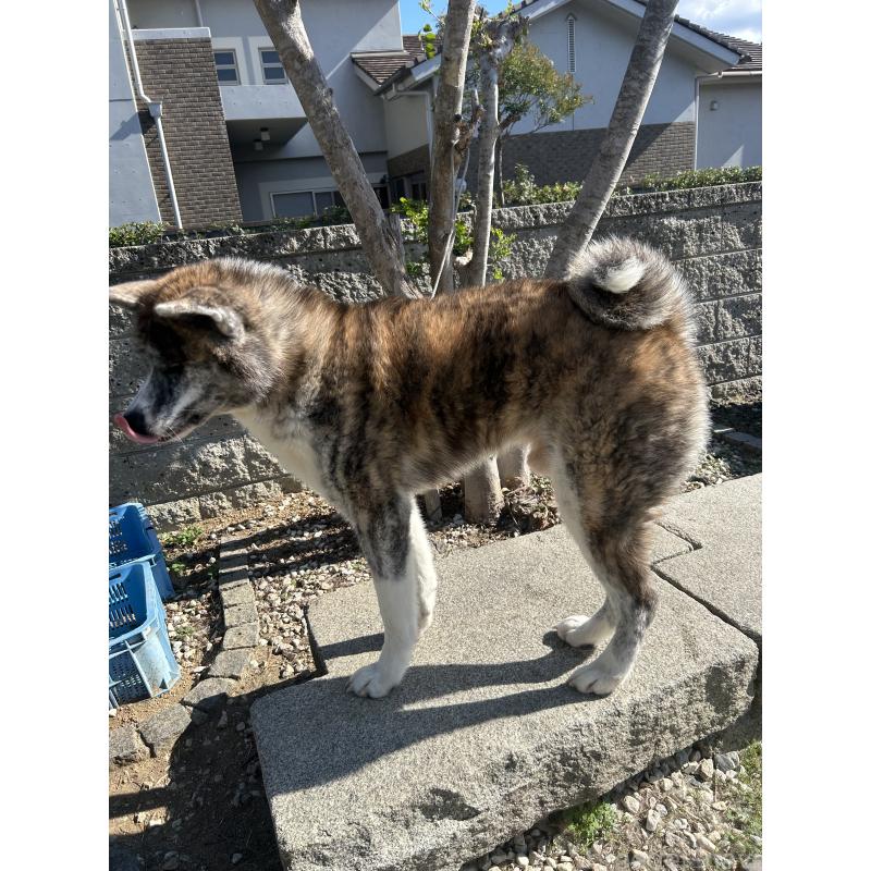 販売中の香川県の秋田犬-427255の3枚目