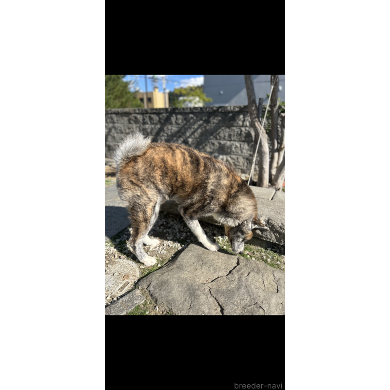 販売中の香川県の秋田犬-427255の2枚目