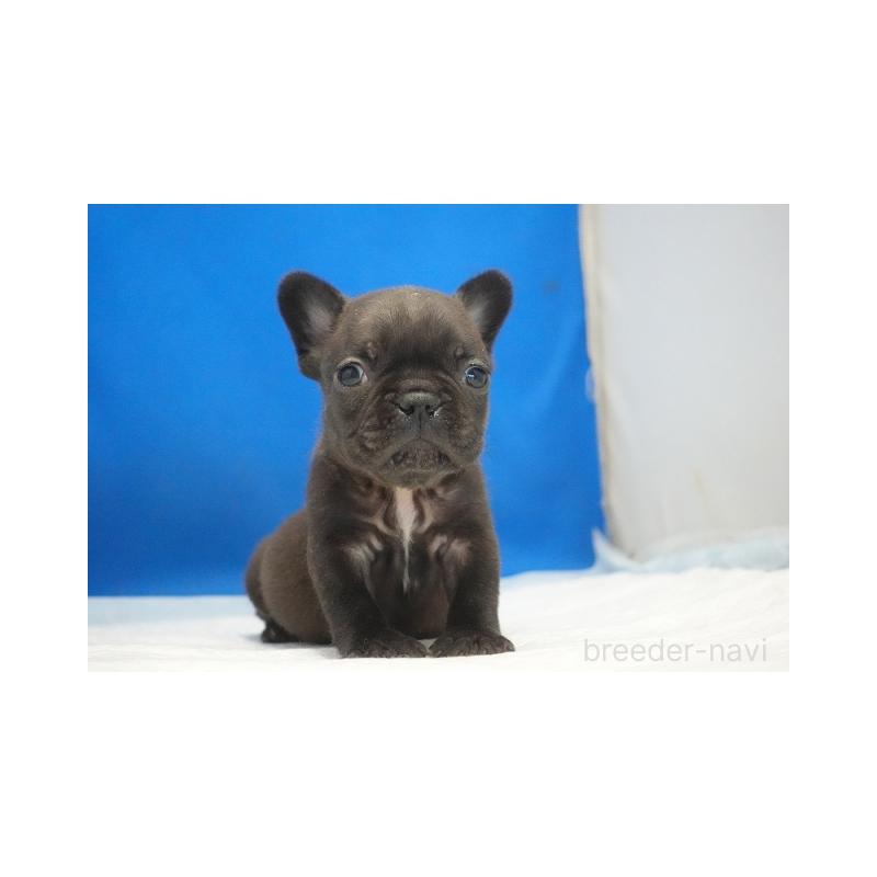 販売中の愛知県のフレンチブルドッグ-427257の5枚目