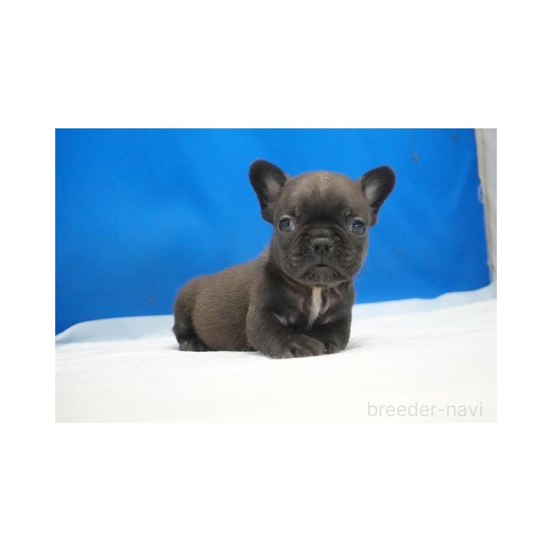 販売中の愛知県のフレンチブルドッグ-427257の4枚目