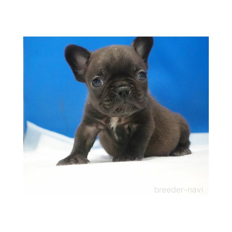 販売中の愛知県のフレンチブルドッグ-427257の3枚目
