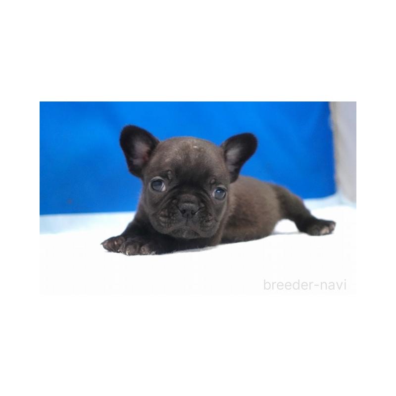 販売中の愛知県のフレンチブルドッグ-427257の2枚目