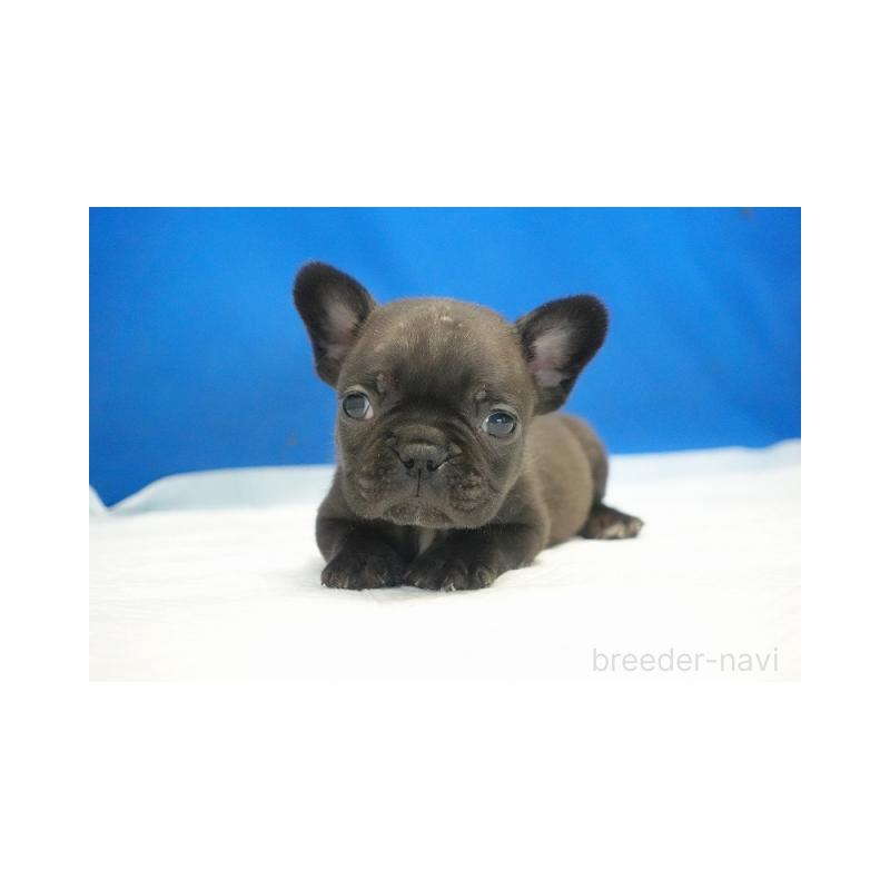 販売中の愛知県のフレンチブルドッグ-427257