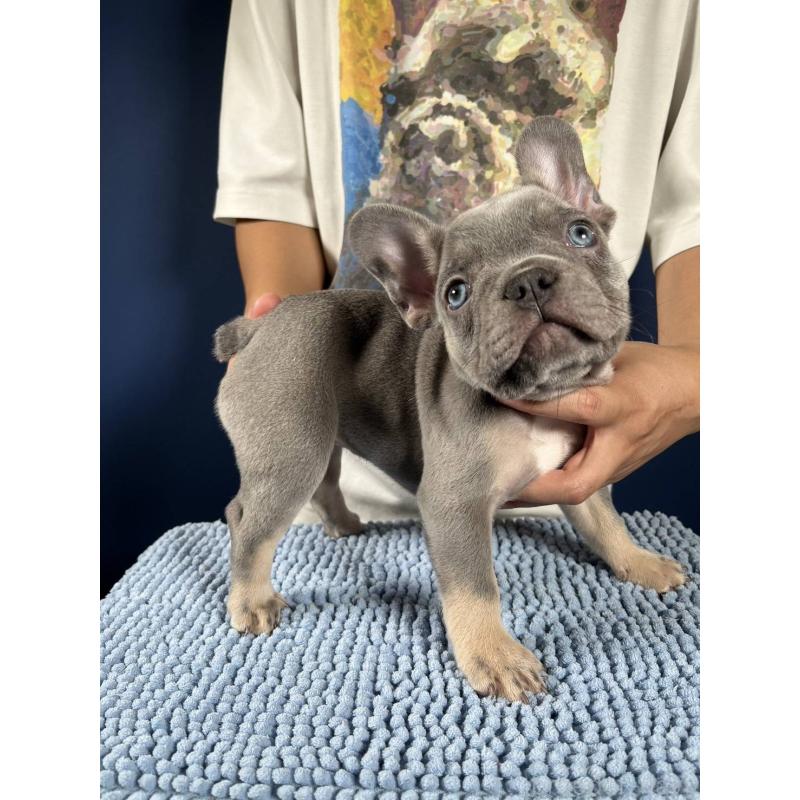 販売中の愛媛県のフレンチブルドッグ-427258の6枚目