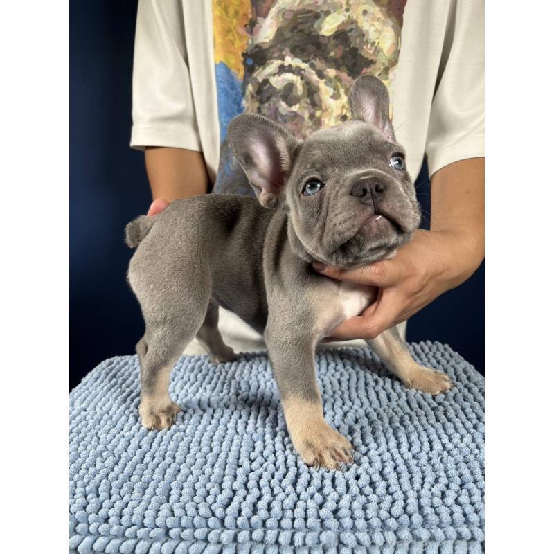販売中の愛媛県のフレンチブルドッグ-427258の5枚目