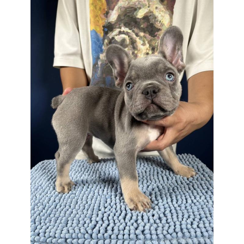 販売中の愛媛県のフレンチブルドッグ-427258の4枚目
