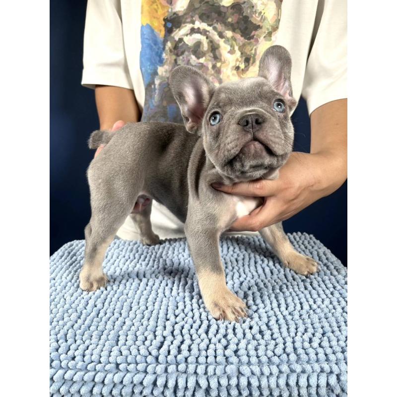 販売中の愛媛県のフレンチブルドッグ-427258の3枚目