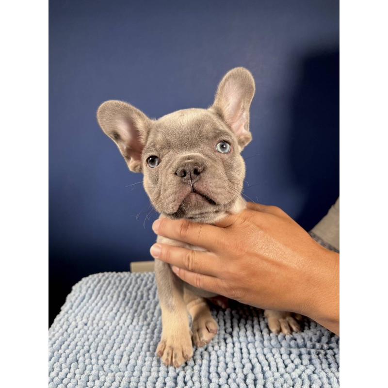 販売中の愛媛県のフレンチブルドッグ-427258の1枚目