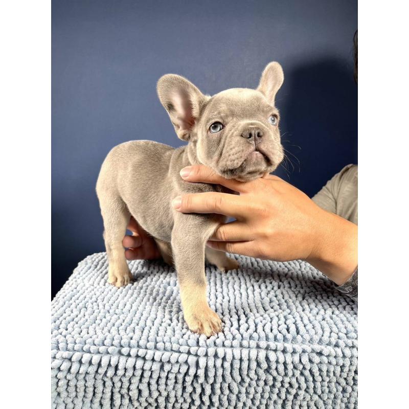 販売中の愛媛県のフレンチブルドッグ-427258の2枚目