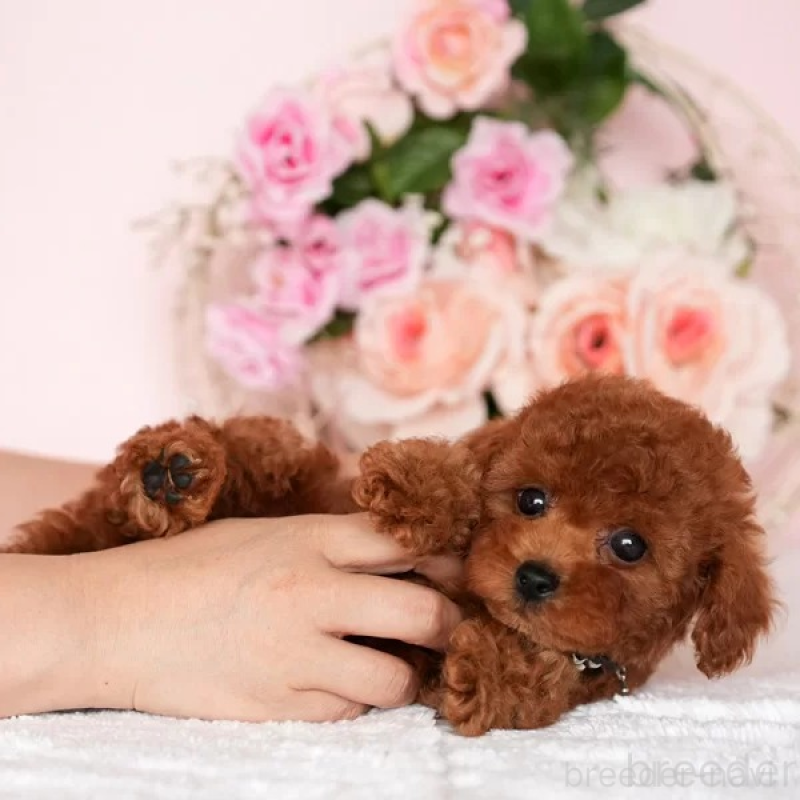 販売中の東京都のタイニープードル-427259の6枚目