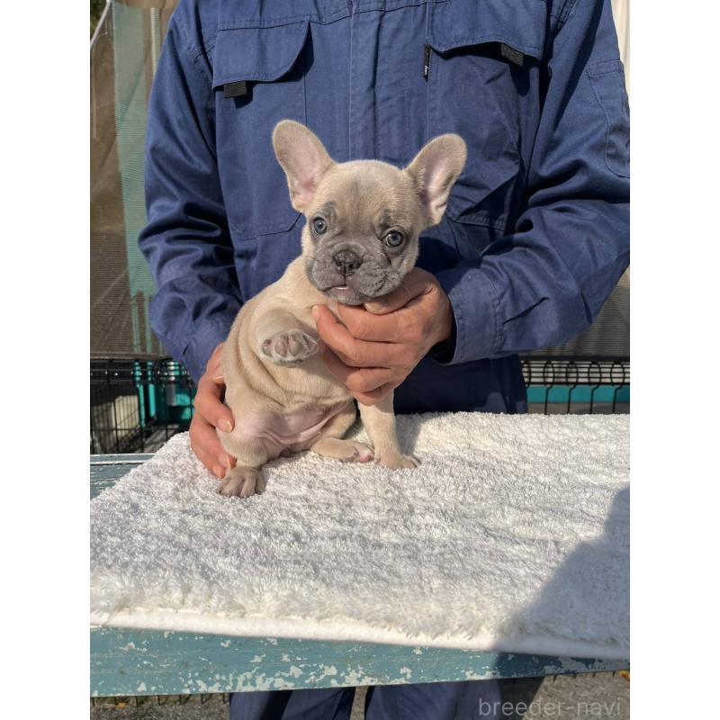 成約済の愛媛県のフレンチブルドッグ-424414の6枚目