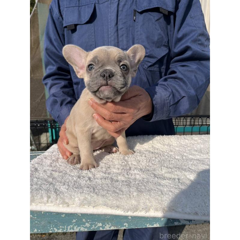 成約済の愛媛県のフレンチブルドッグ-424414の5枚目