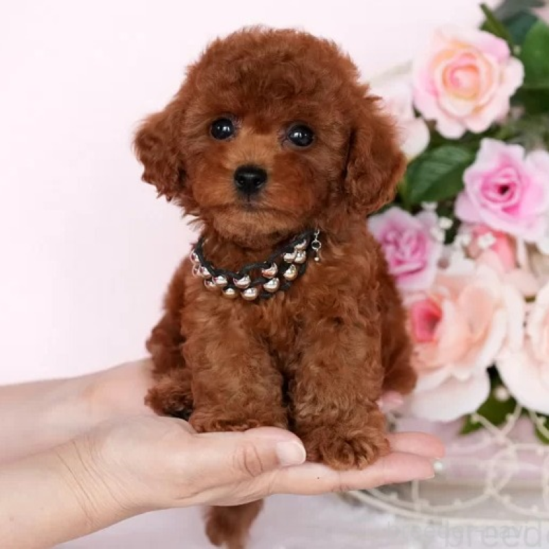 販売中の東京都のタイニープードル-427259の5枚目