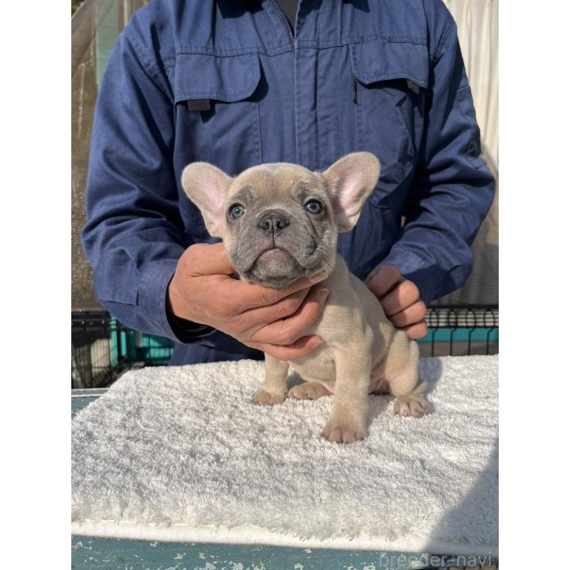 販売中の愛媛県のフレンチブルドッグ-424414