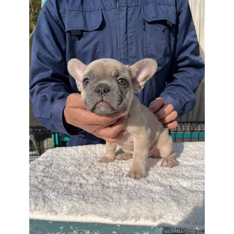成約済の愛媛県のフレンチブルドッグ-424414の4枚目