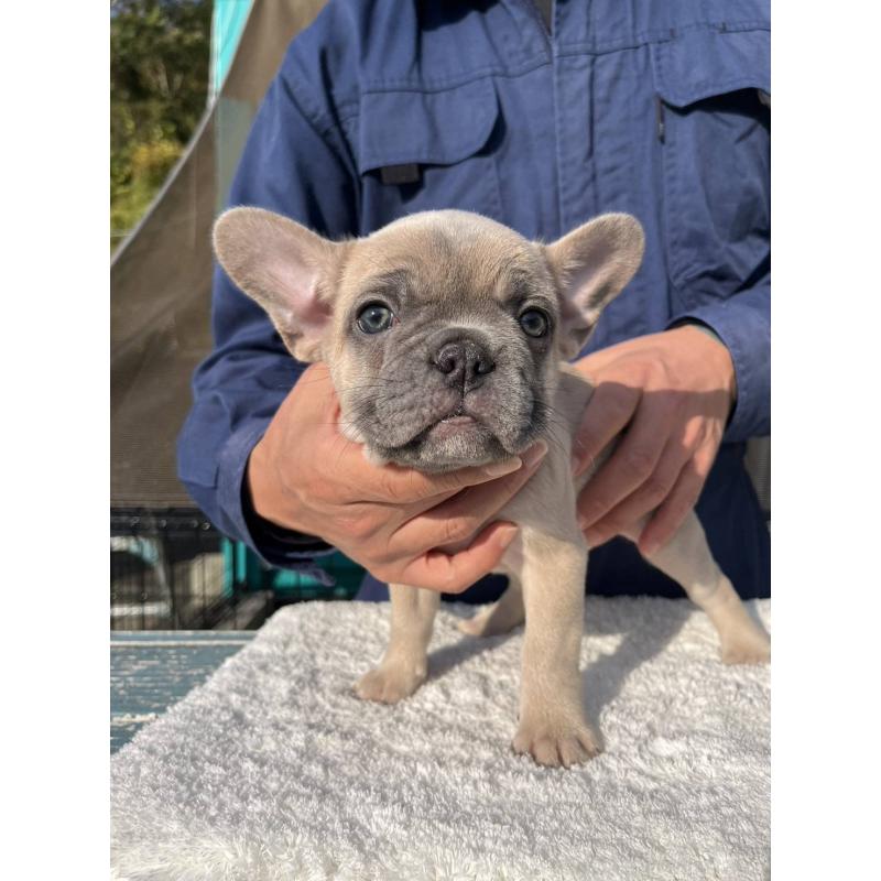 成約済の愛媛県のフレンチブルドッグ-424414の3枚目
