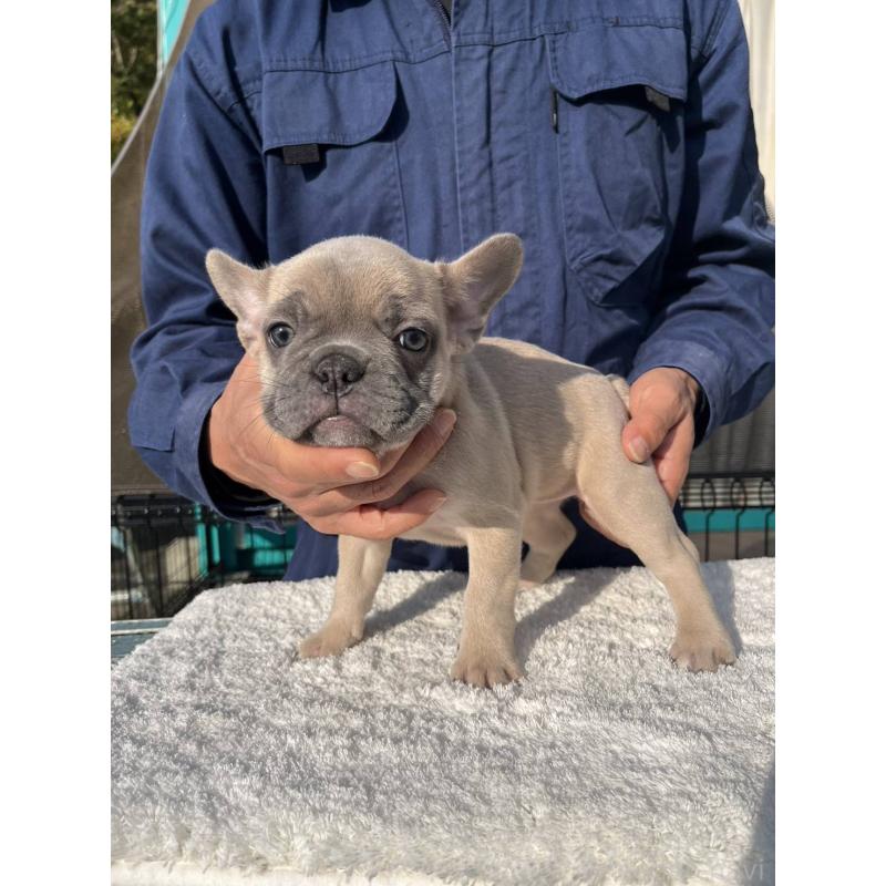 成約済の愛媛県のフレンチブルドッグ-424414の2枚目
