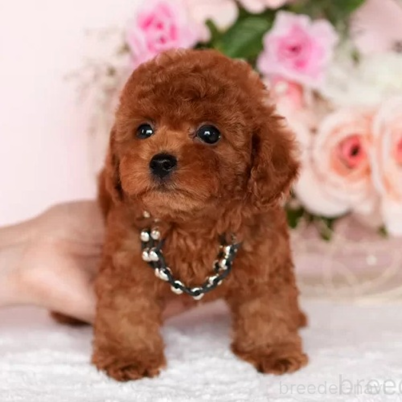 販売中の東京都のタイニープードル-427259の4枚目