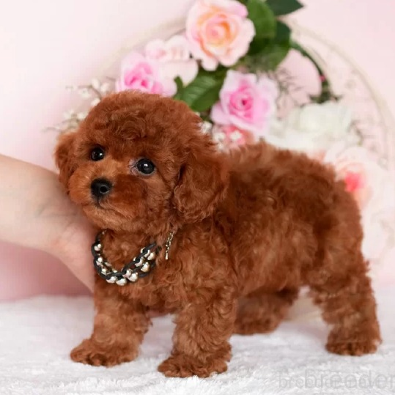 販売中の東京都のタイニープードル-427259の3枚目