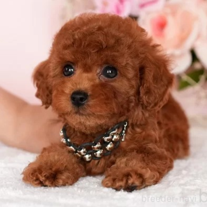 販売中の東京都のタイニープードル-427259の1枚目