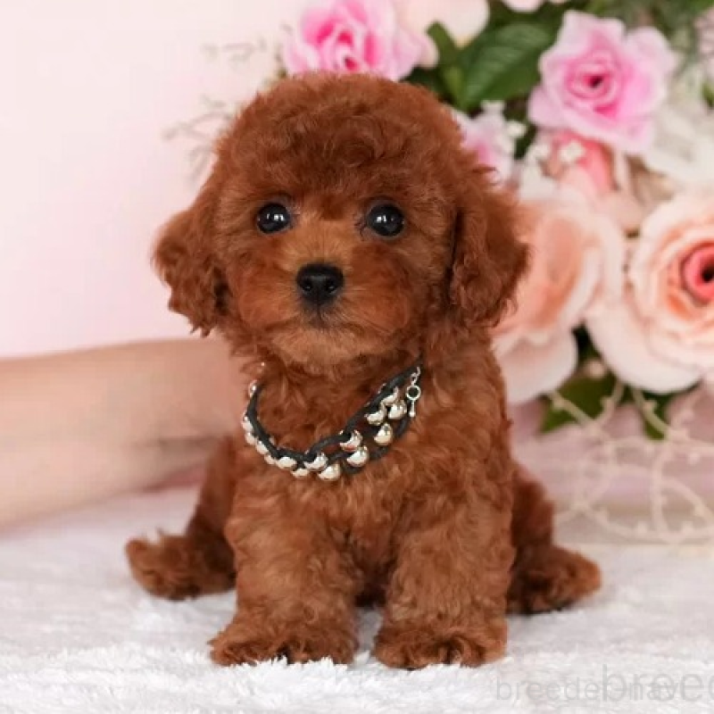 販売中の東京都のタイニープードル-427259の2枚目