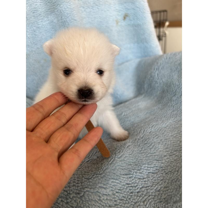 販売中の愛知県の日本スピッツ-427260の1枚目