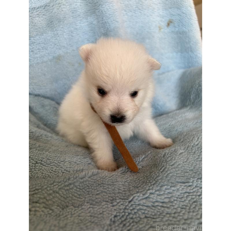 販売中の愛知県の日本スピッツ-427260の4枚目