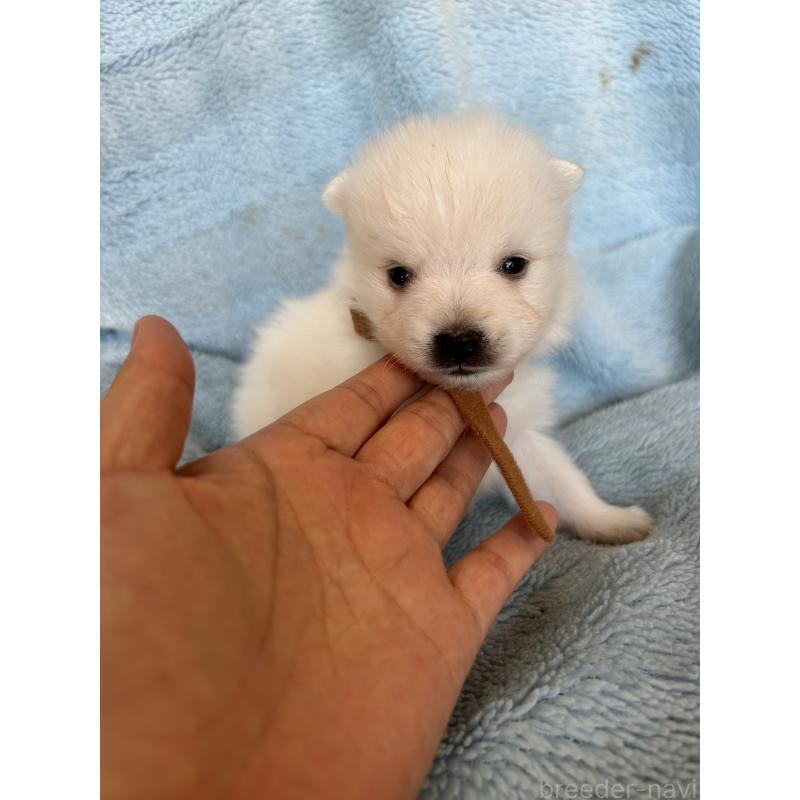 販売中の愛知県の日本スピッツ-427260の3枚目