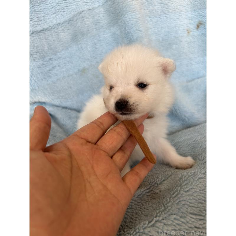 販売中の愛知県の日本スピッツ-427260の2枚目