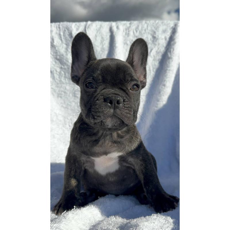 成約済の愛媛県のフレンチブルドッグ-421454の1枚目