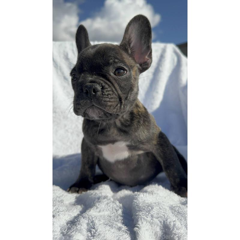 成約済の愛媛県のフレンチブルドッグ-421454の7枚目