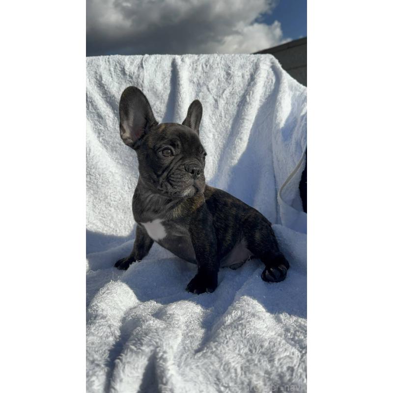 成約済の愛媛県のフレンチブルドッグ-421454の6枚目