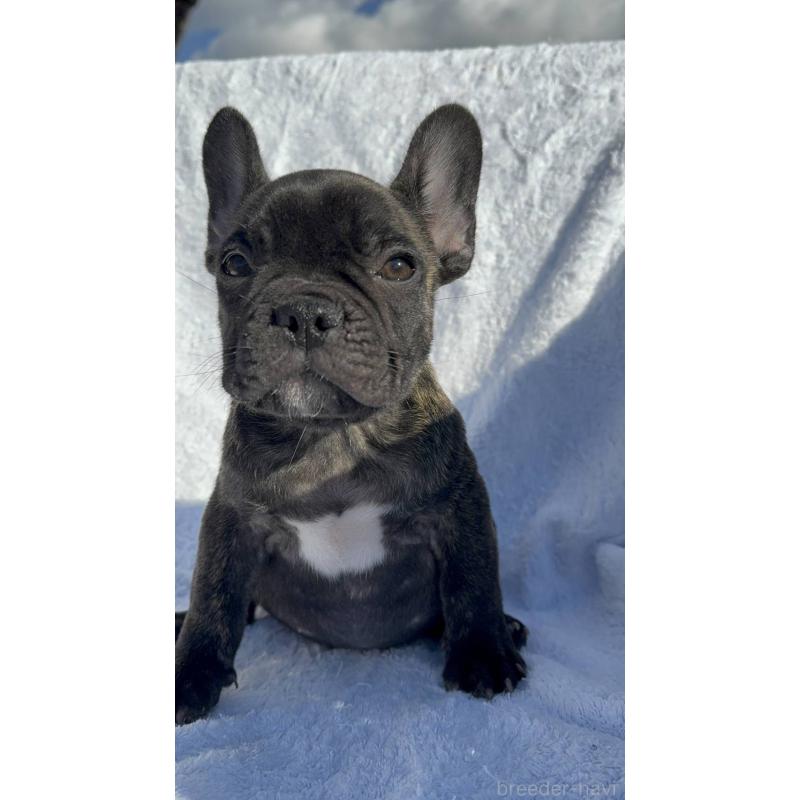 成約済の愛媛県のフレンチブルドッグ-421454の5枚目