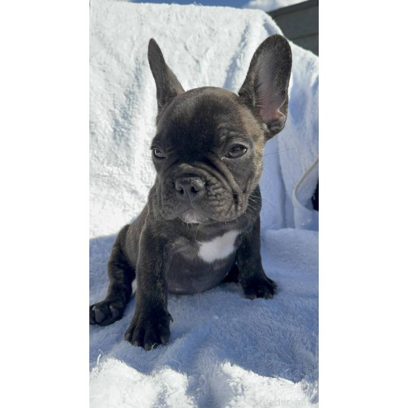 成約済の愛媛県のフレンチブルドッグ-421454の4枚目