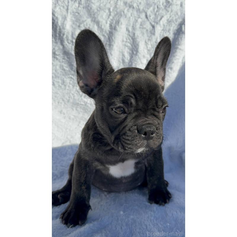 成約済の愛媛県のフレンチブルドッグ-421454の3枚目