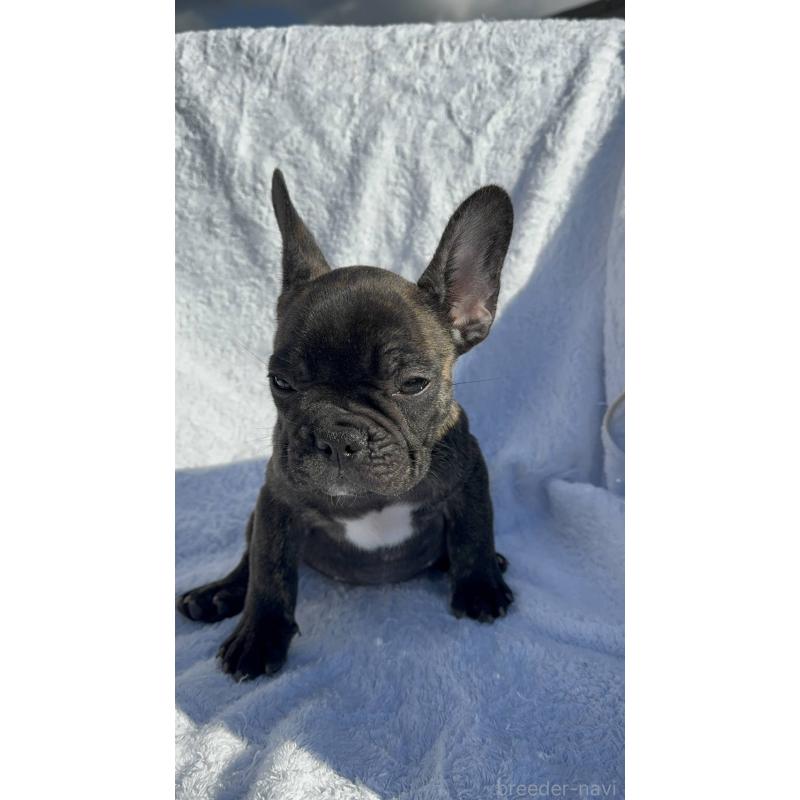 成約済の愛媛県のフレンチブルドッグ-421454の2枚目