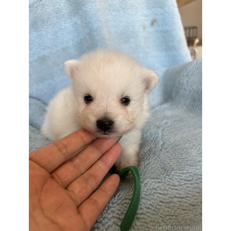 販売中の愛知県の日本スピッツ-427261の1枚目