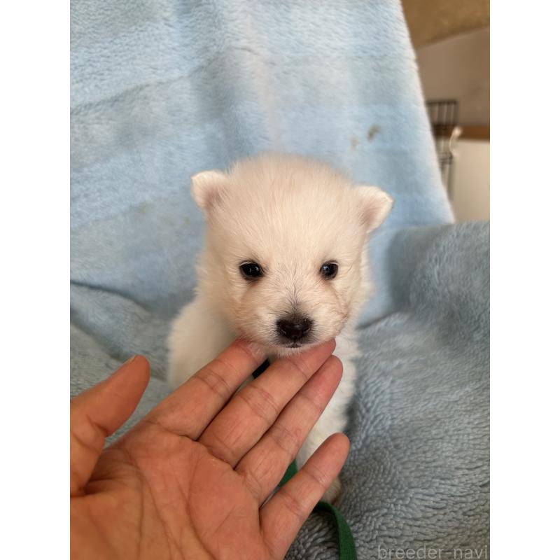 販売中の愛知県の日本スピッツ-427261の5枚目