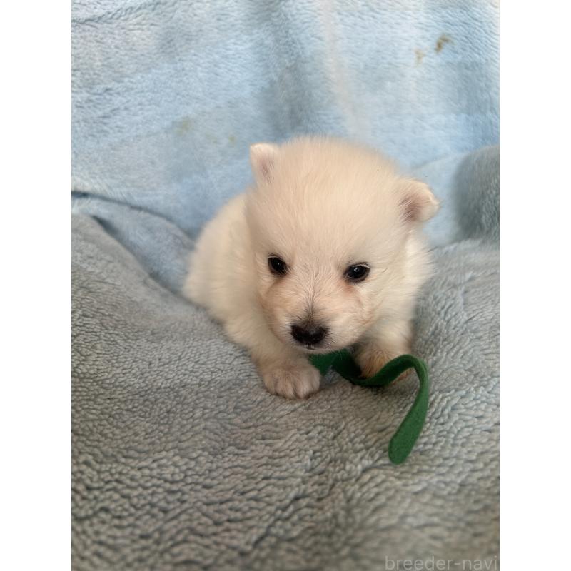 販売中の愛知県の日本スピッツ-427261の4枚目