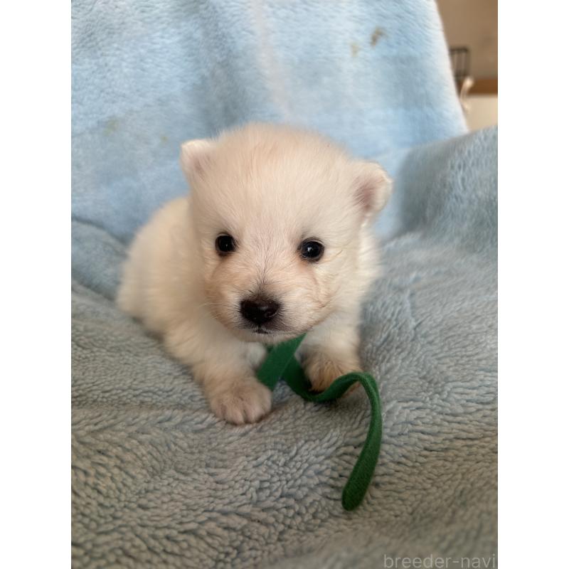 販売中の愛知県の日本スピッツ-427261の3枚目